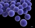 Staphylococcus aureus 3D
